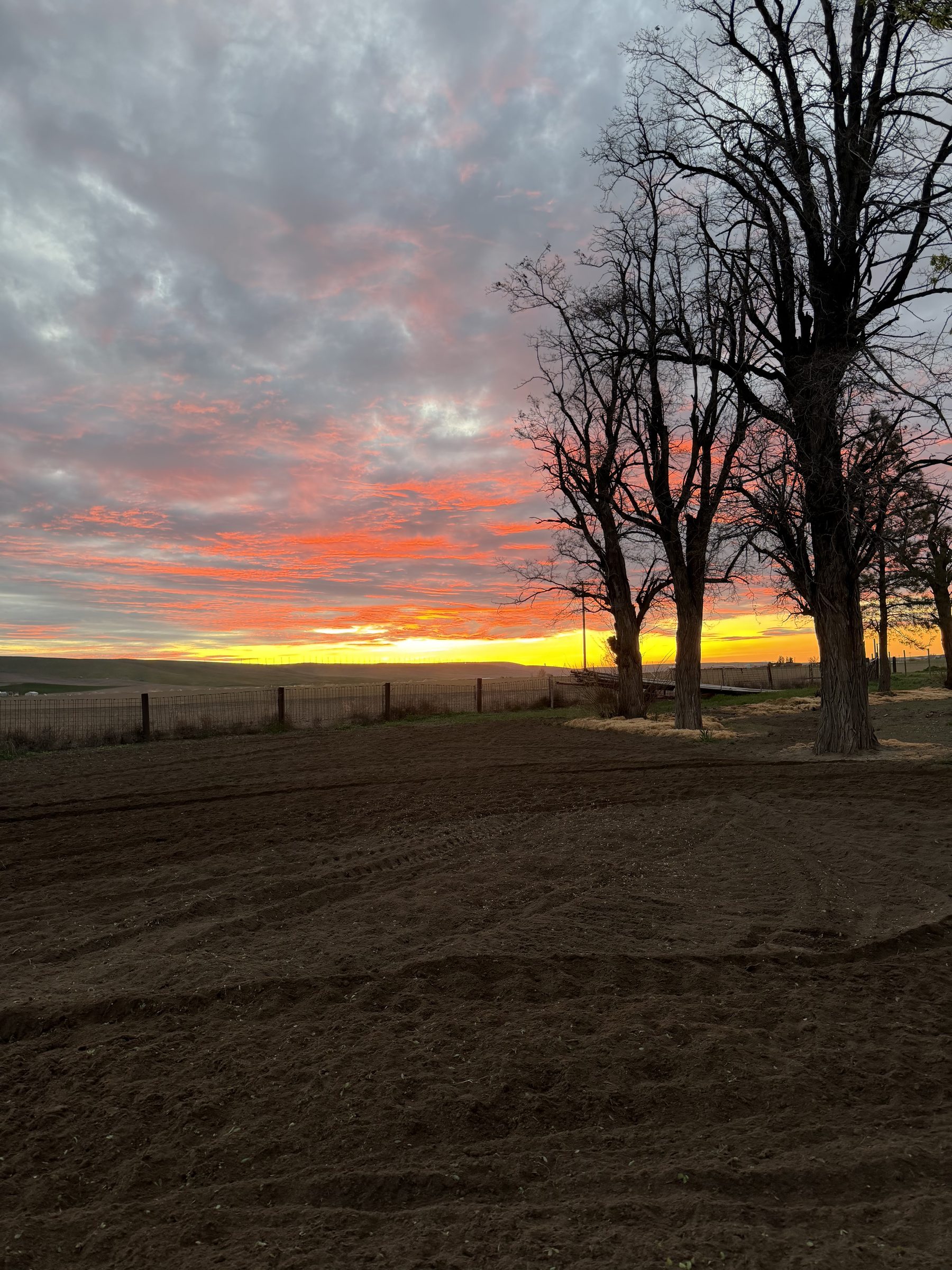 Sunset over the fields at PNW Garlic Growers